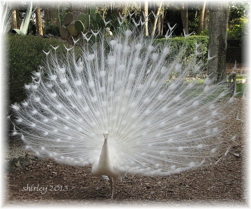 white peacock by mjmaven