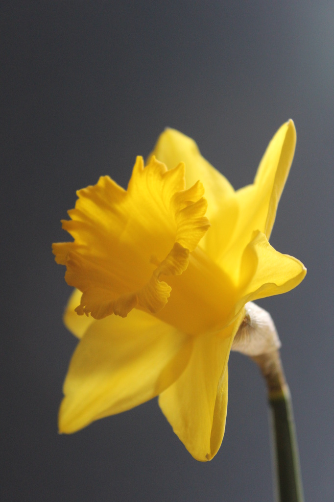 daffodil by mariadarby
