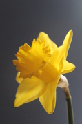 1st Mar 2013 - daffodil