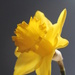 daffodil by mariadarby