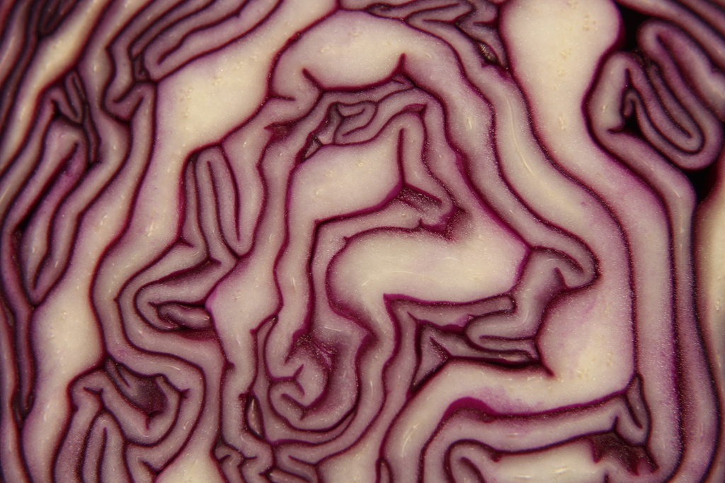 Red cabbage by rachel70