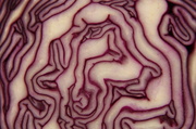 3rd Mar 2013 - Red cabbage