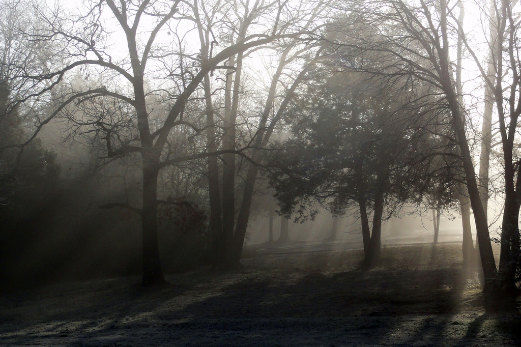 Through the Fog by milaniet