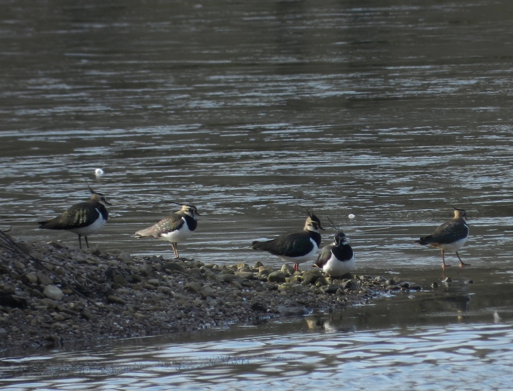 lapwings by roachling