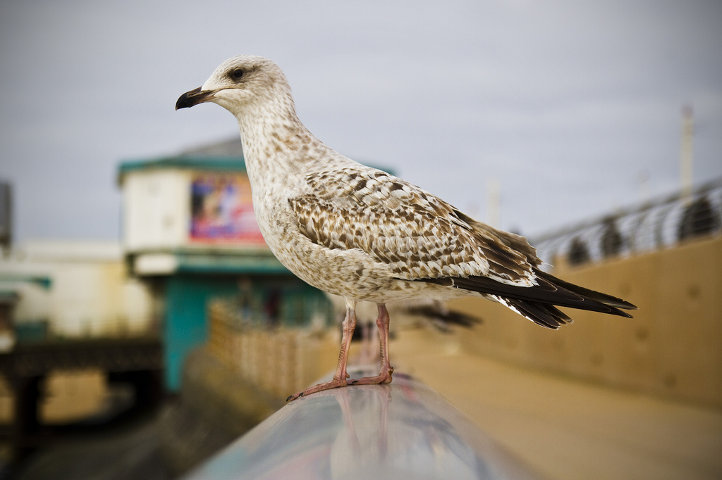 Day 061- Blackpool Bird by stevecameras
