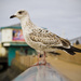Day 061- Blackpool Bird by stevecameras