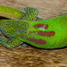 Gecko Love by jgpittenger