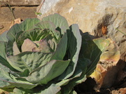 3rd Mar 2013 - Cold Cabbage