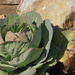 Cold Cabbage by grammyn