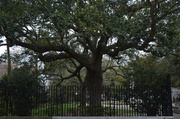 3rd Mar 2013 - Scene in one of the beautiful small parks in the historic district of Charleston, SC