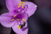 4th Mar 2013 - Busy Bee