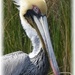 brown pelican by mjmaven