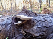 17th May 2010 - White Fungus