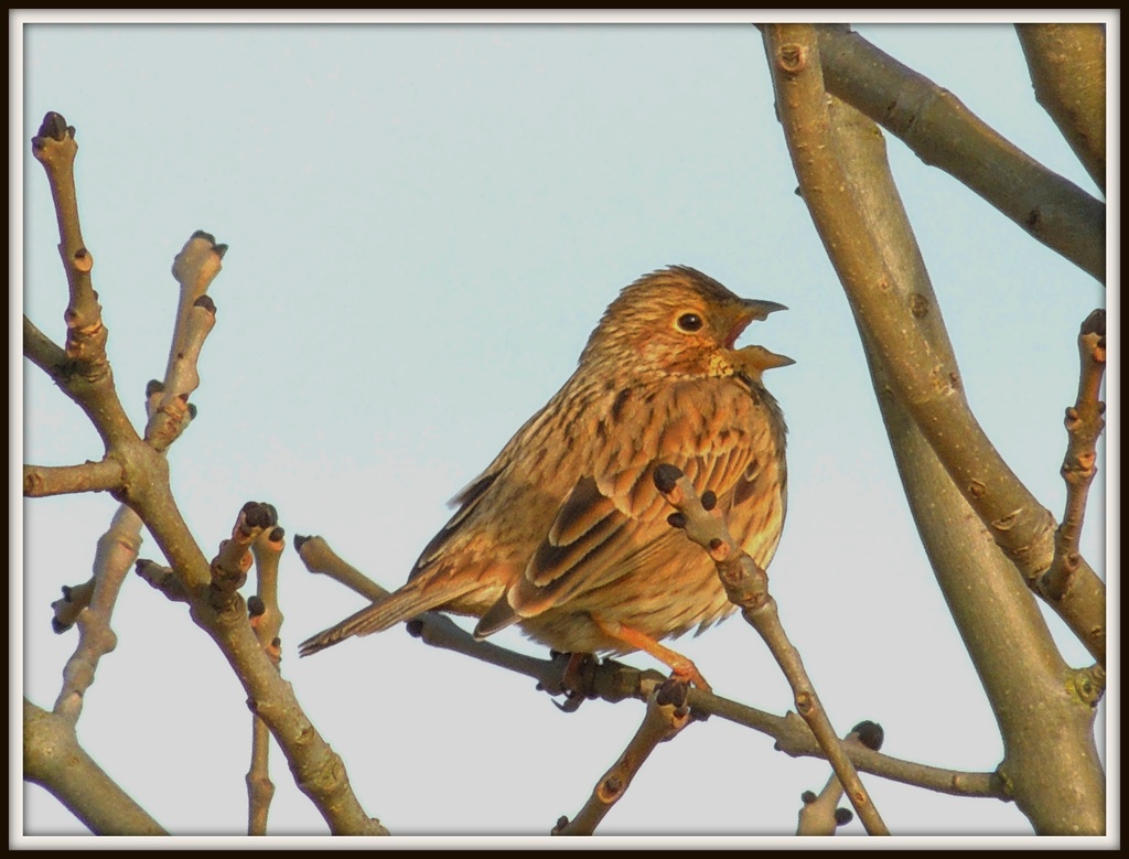 This is a corn bunting by rosiekind