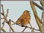 4th Mar 2013 - This is a corn bunting