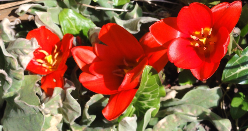 Theme --Tulips  by beryl