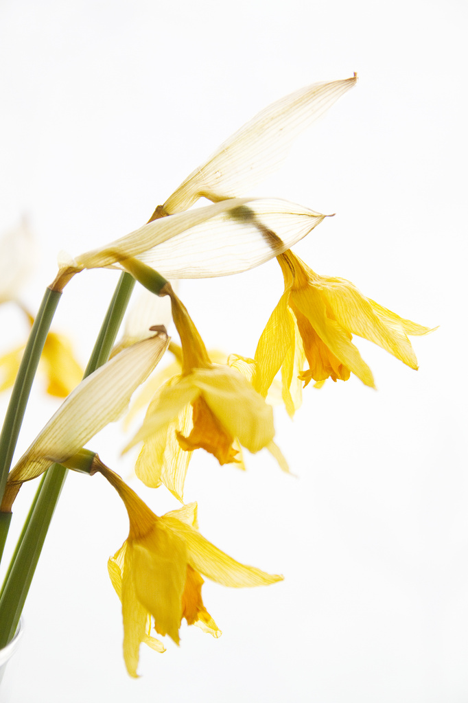 Day 063 - More Wilting Daffs by stevecameras