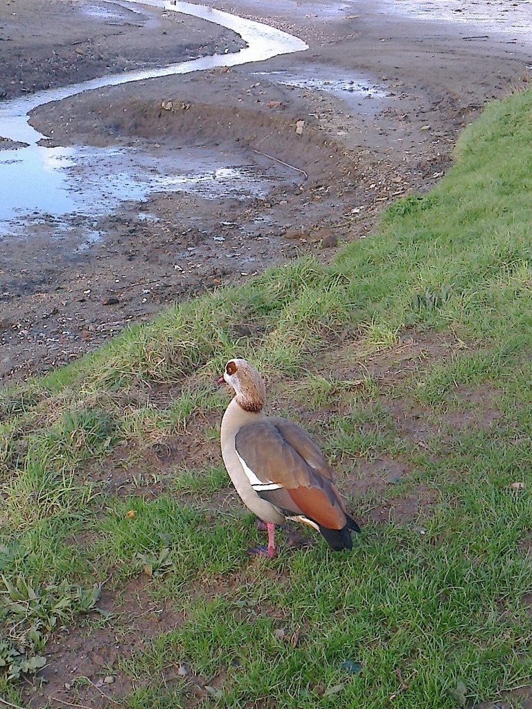 #58 Lonely Goose by denidouble