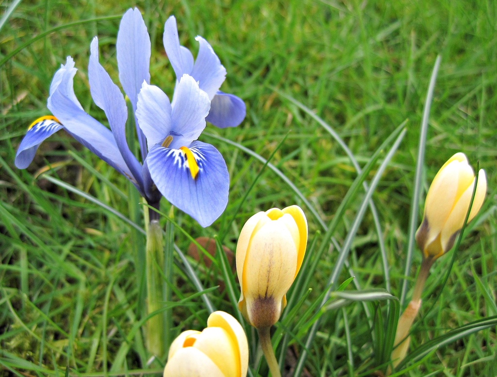 'flowers': iris and crocuses.......... by quietpurplehaze