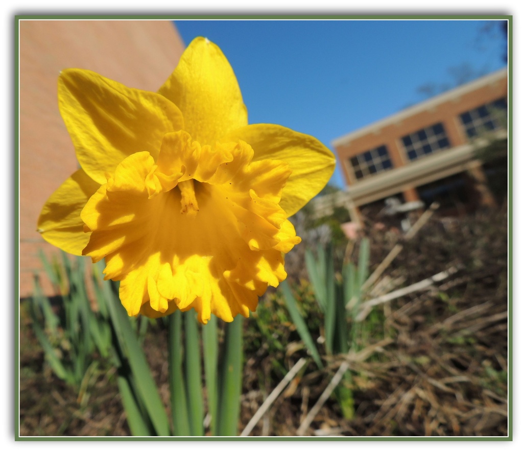 One Daffodil by allie912