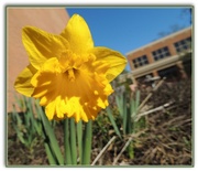 5th Mar 2013 - One Daffodil