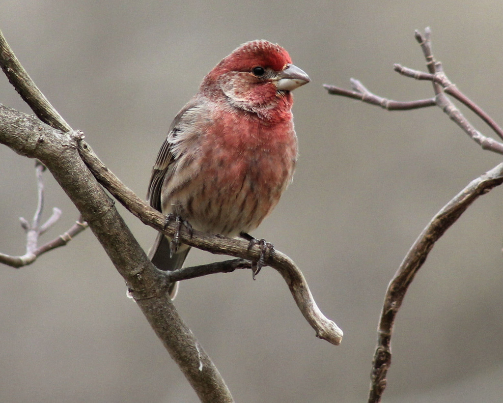 Male House Finch by cjwhite