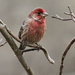 Male House Finch by cjwhite