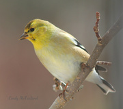4th Mar 2013 - Yellow Bird