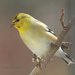 Yellow Bird by cindymc