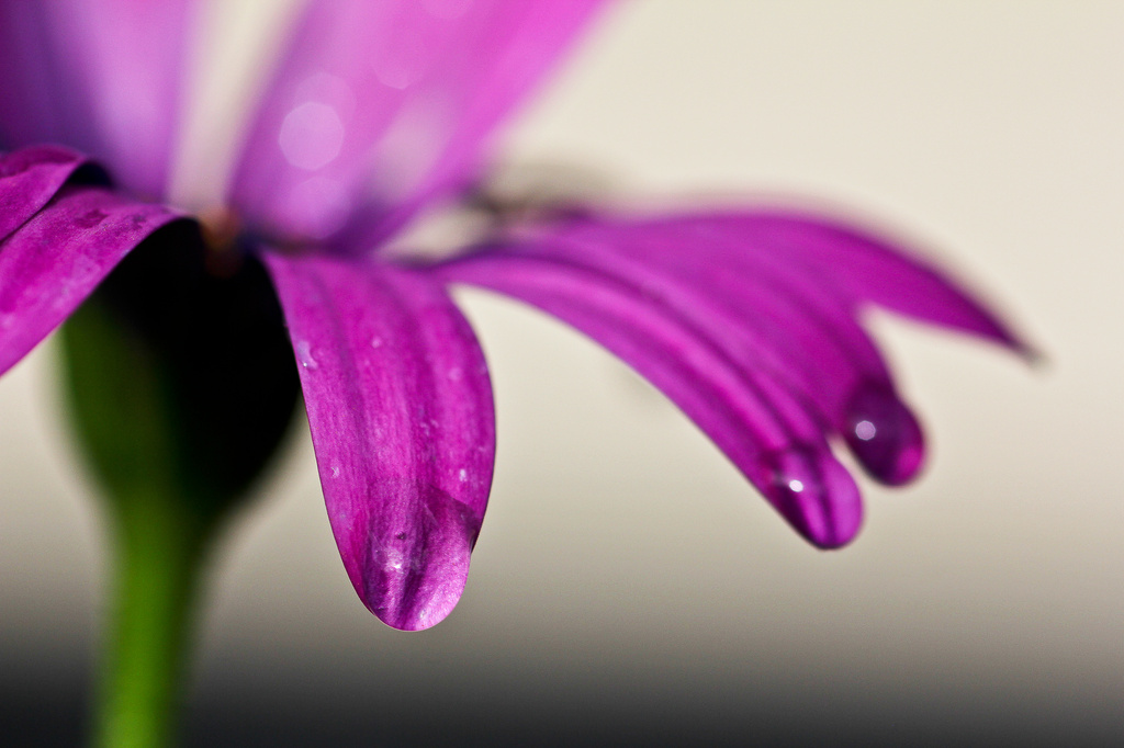 Raindrops and petals by abhijit