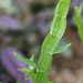 Homalocladium platycladum by rhoing