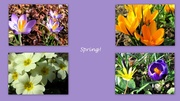 5th Mar 2013 - Patchwork of flowers