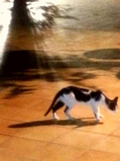 5th Mar 2013 - A cat and its shadow....