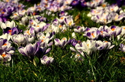 5th Mar 2013 - Its Spring!!!