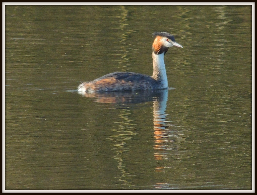 Crested Grebe by rosiekind