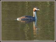 5th Mar 2013 - Crested Grebe