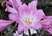 5th Mar 2013 - Pink March Lily