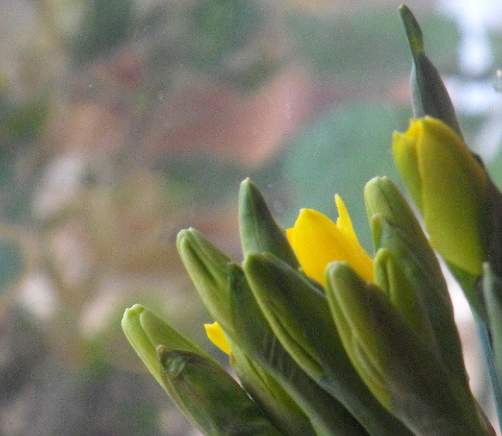 Emerging daffodils. by snowy