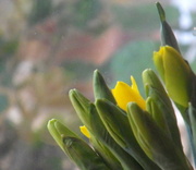5th Mar 2013 - Emerging daffodils.