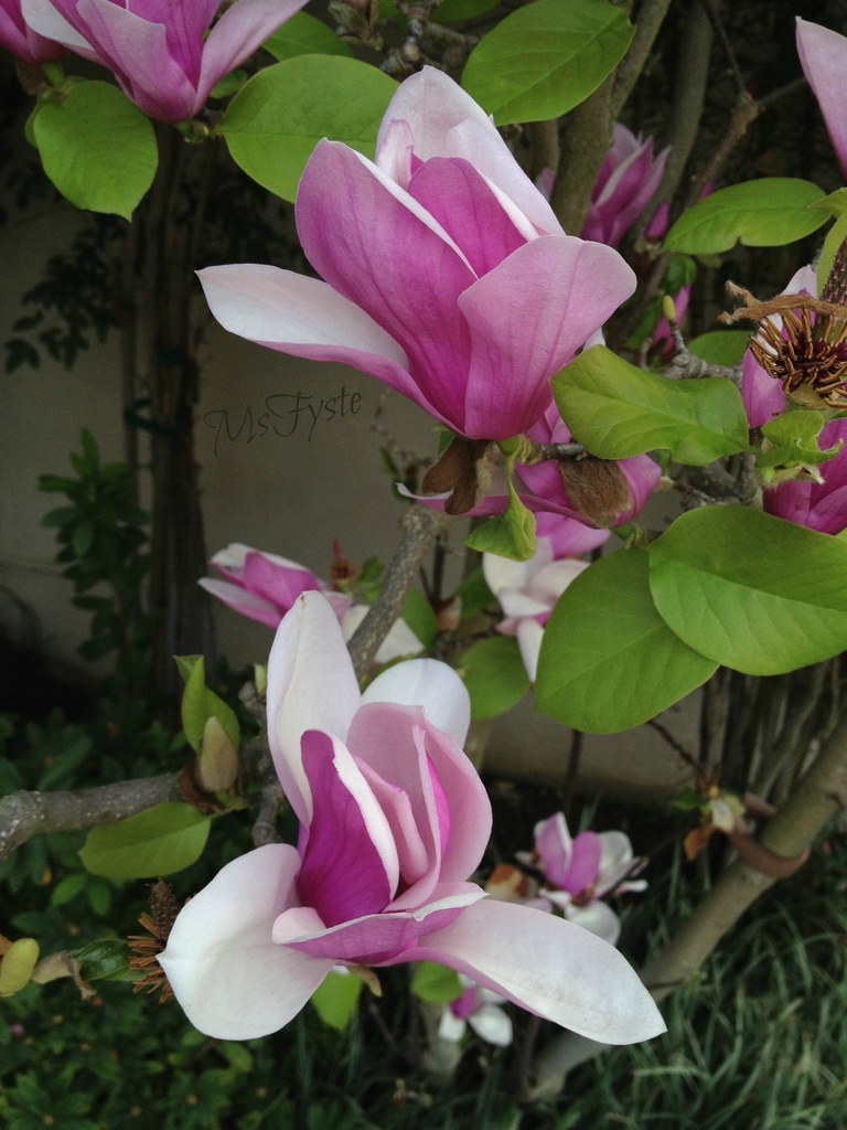 Sweet Magnolias by msfyste