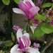 Sweet Magnolias by msfyste