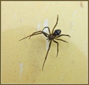 6th Mar 2013 - Eensy Weensy Spider