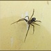 Eensy Weensy Spider by allie912