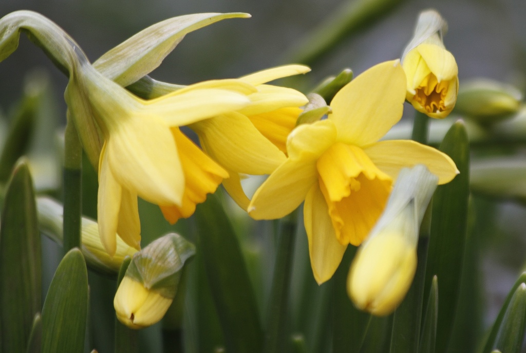Daffodils by anne2013