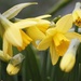 Daffodils by anne2013