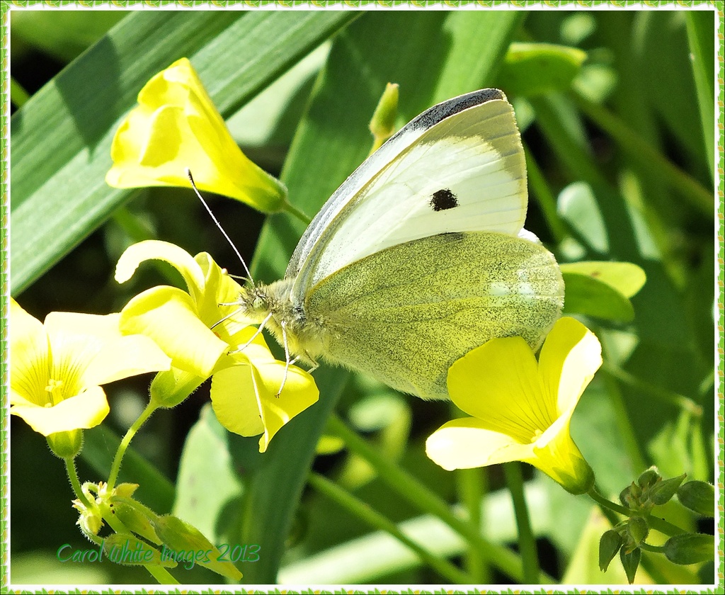 Butterfly(Small White) by carolmw