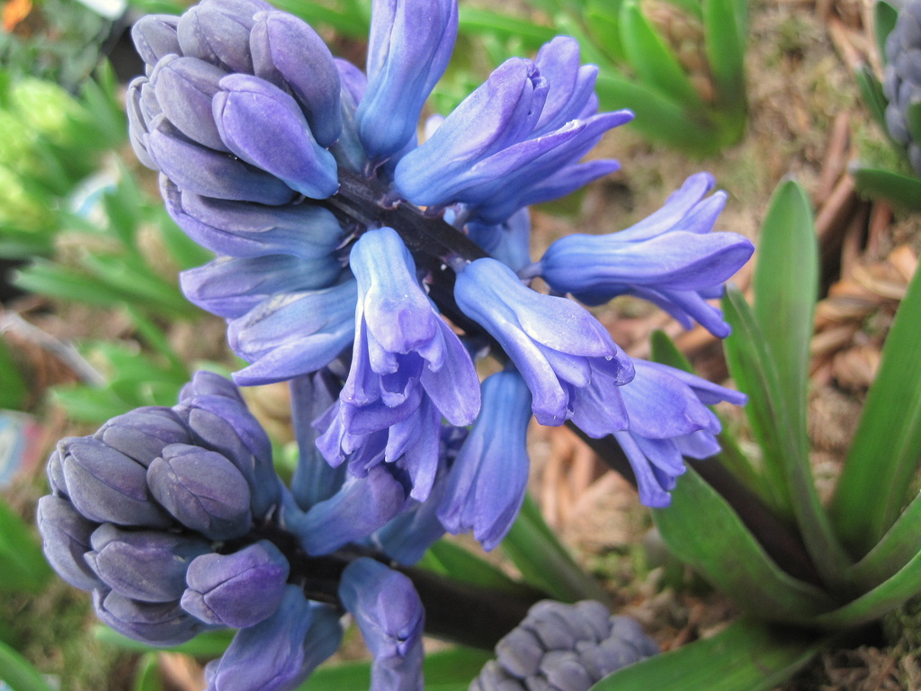 blue hyacinths in a pot by quietpurplehaze