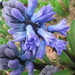 blue hyacinths in a pot by quietpurplehaze