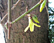 6th Mar 2013 - first forsythia 'flowers' opening