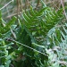 Kallioimarre - Polypodium vulgare - Common polypody IMG_8956 by annelis